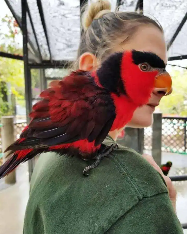 A perfectly timed animal photo of a red parrot's head aligning with a woman's eye.