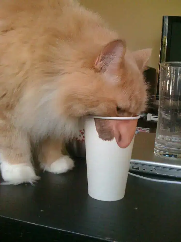 A perfectly timed animal photo of a cat eating from a cup with a human nose printed on it.