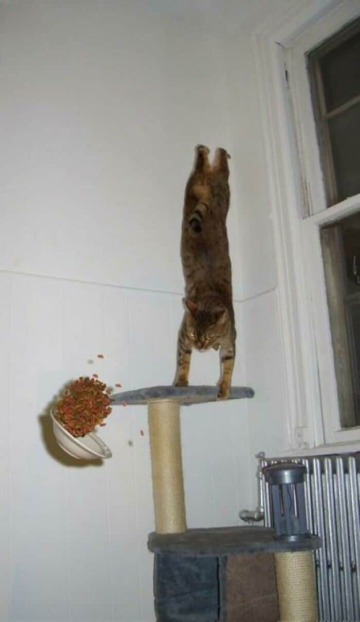 A perfectly timed animal photo of a cat doing a handstand while a bowl of food falls.