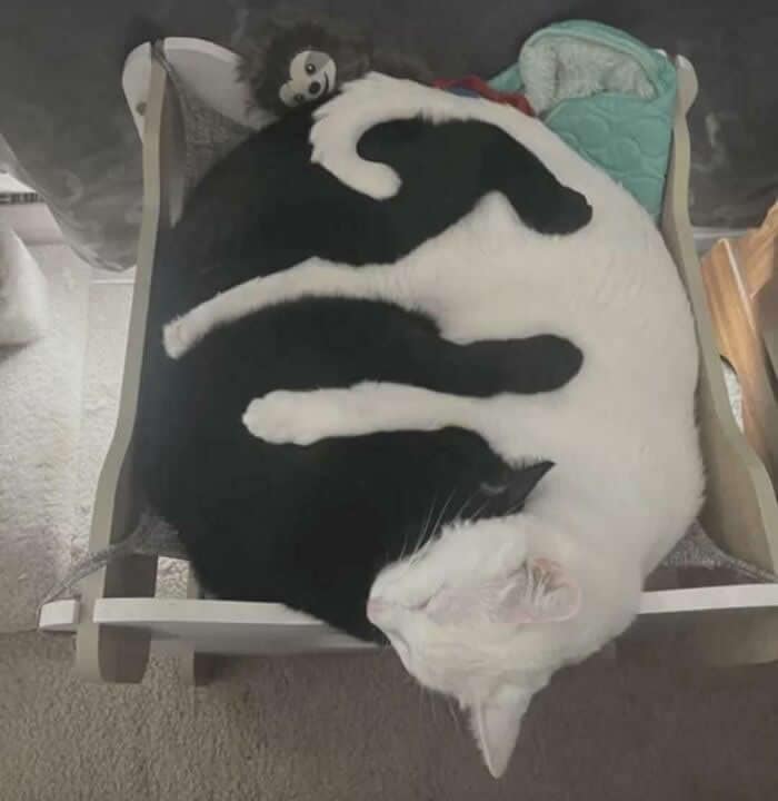 A perfectly timed animal photo of a black cat and white cat cuddling in a circle.