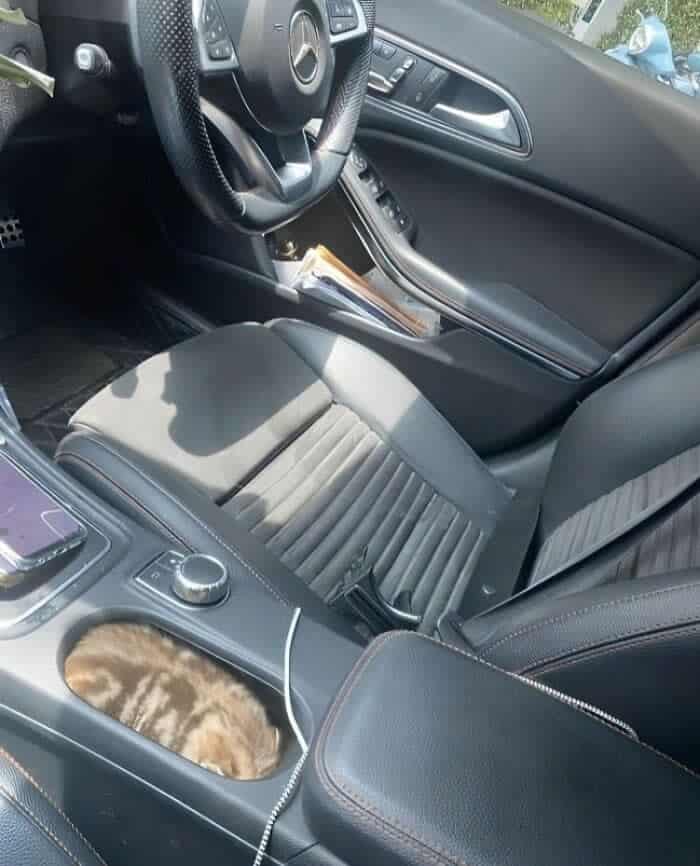 A perfectly timed animal photo of a kitten sleeping inside a car's center console cup holder