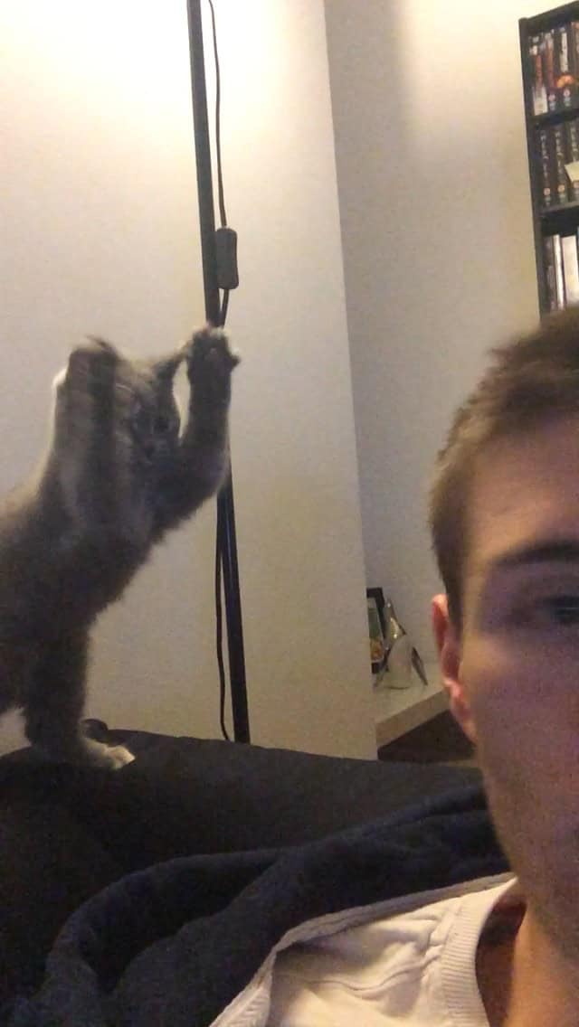 A perfectly timed animal photo of a grey kitten raising both paws in the air.
