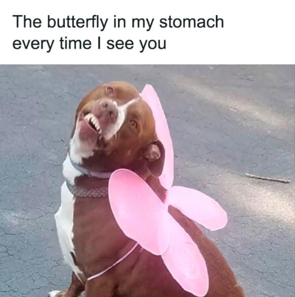 A wholesome relationship meme of a smiling dog wearing pink fairy wings.