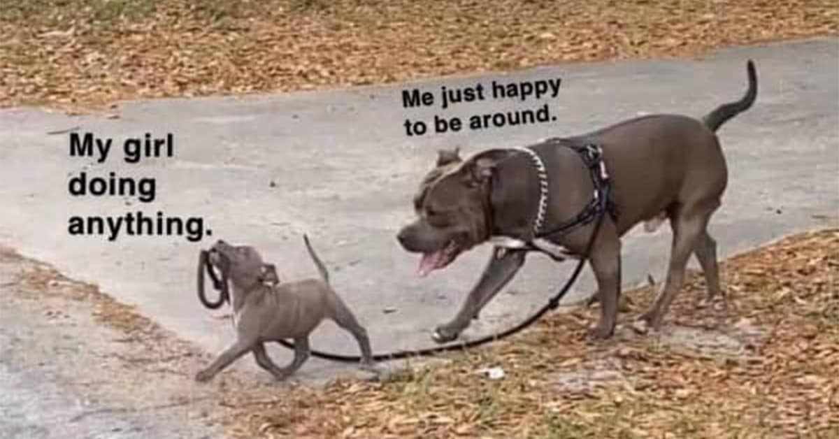 Collection of relationship meme images and couple meme compilations featuring wholesome puppies and funny skeletons