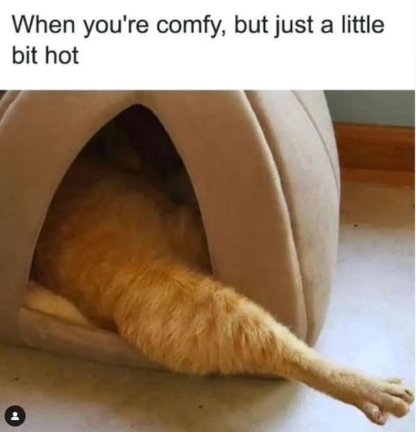 A sleep meme of a cat sticking one leg out of the bed to regulate temperature.