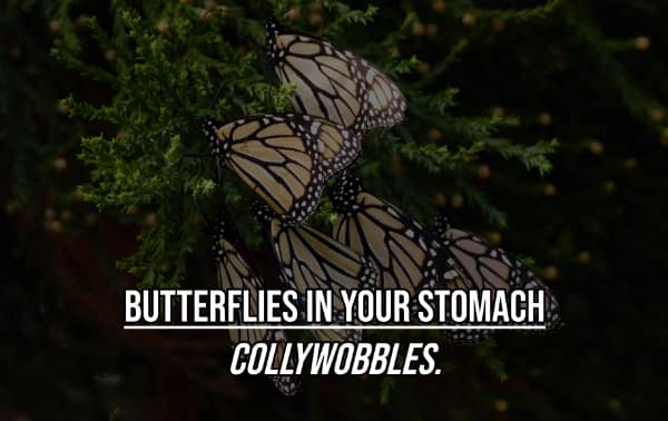 Trivia card defining stomach butterflies as collywobbles things you didn't know had a name.