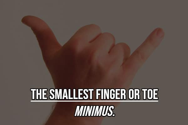 Trivia card defining smallest finger as minimus things you didn't know had a name.