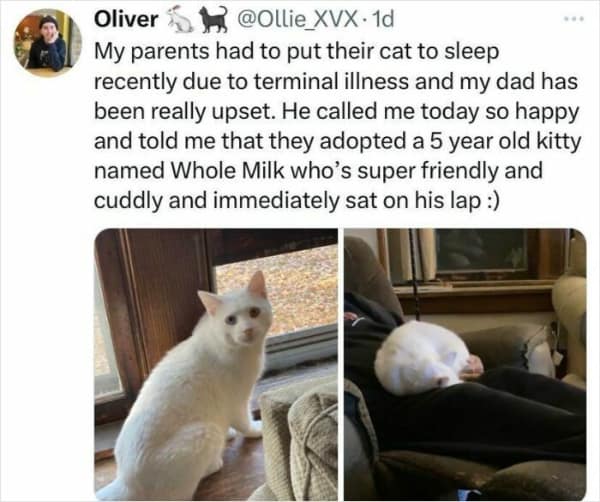 A wholesome meme tweet about a grieving dad adopting a white cat named Whole Milk.