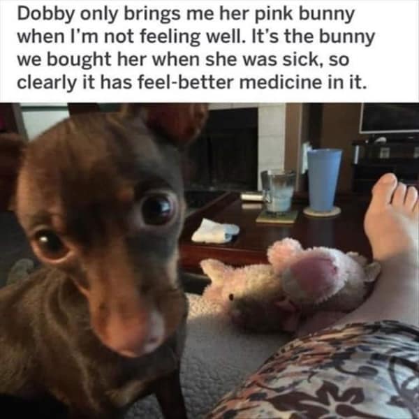 A wholesome meme of a chihuahua named Dobby bringing a pink bunny to a sick owner.