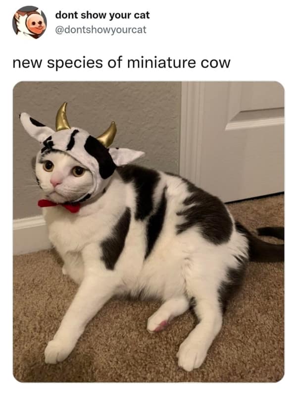 A wholesome meme showing a black and white cat wearing a cow costume with gold horns