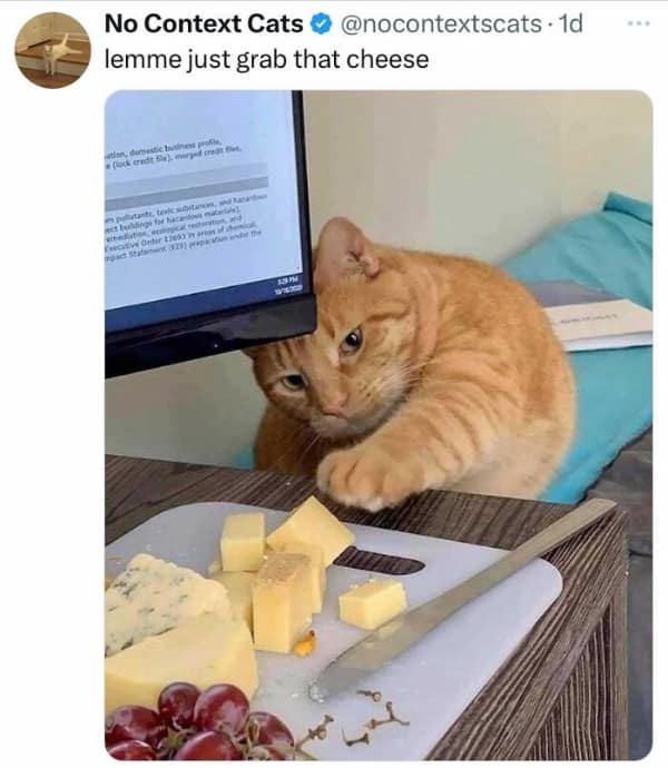 A funny and wholesome meme of an orange cat reaching out a paw to steal cheese.