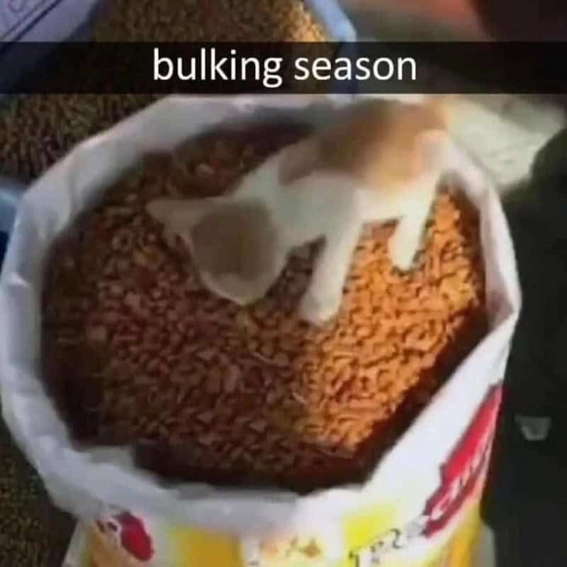 A workout meme of a small kitten standing inside a giant bag of cat food.