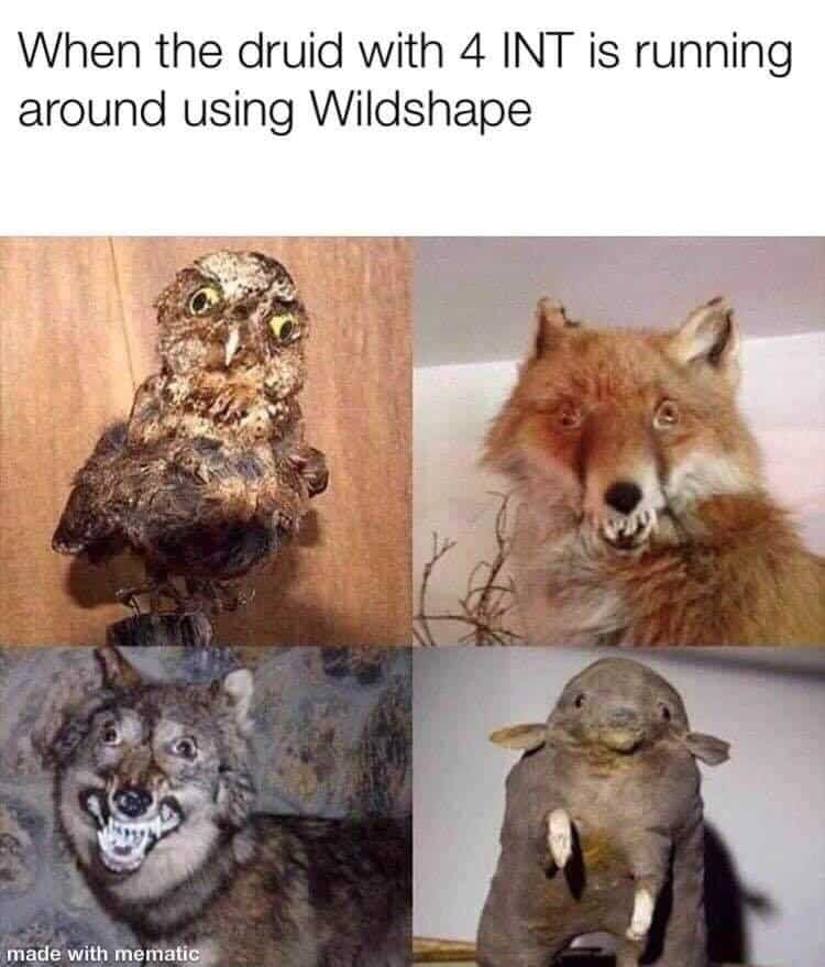 A funny D&D meme showing bad taxidermy animals representing a low intelligence druid using Wildshape.