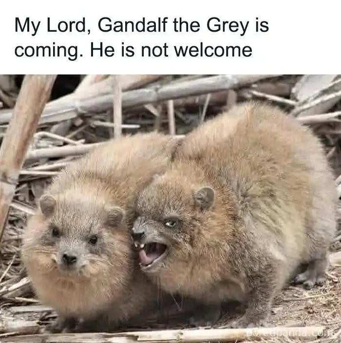 A lotr meme of two small furry animals representing Gríma Wormtongue whispering to King Théoden.