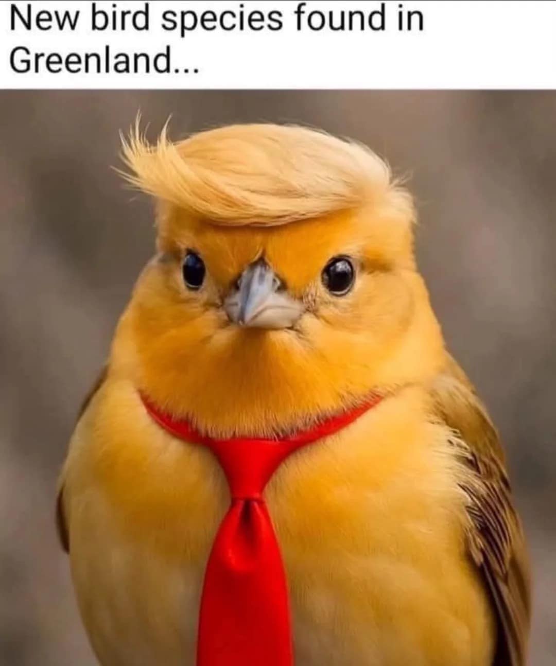 A Trump Greenland meme showing a bird with Trump's signature hair and a red tie found in Greenland.