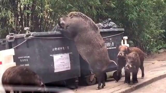 An absolute unit of a wild boar standing on its hind legs to reach into a large dumpster.