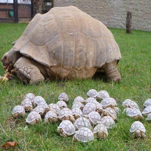 An absolute unit of a giant tortoise surrounded by dozens of tiny baby tortoises on the grass