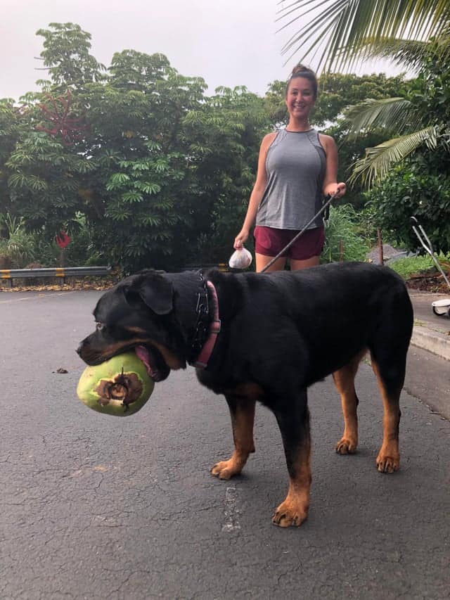 An absolute unit of a Rottweiler dog holding an entire green coconut in its mouth like a tennis ball