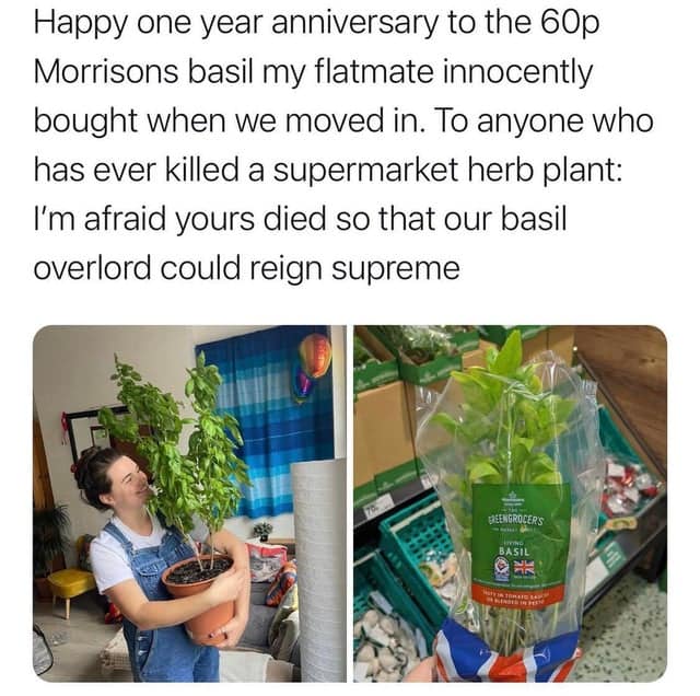 A side-by-side comparison of a small supermarket herb and an absolute unit of a basil plant grown at home