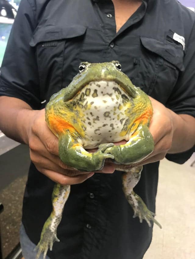 A person holding an absolute unit of a green bullfrog that is exceptionally round and large.