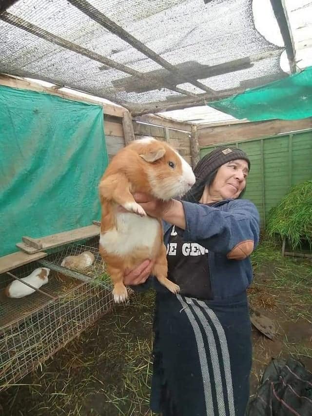 A woman holding an absolute unit of a guinea pig that is nearly the size of a small dog.