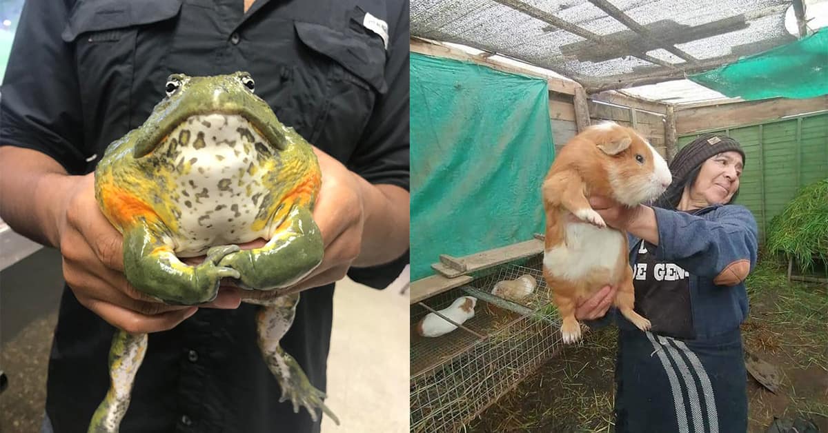 Collection of absolute unit animals and objects featuring a giant boar, a massive basil plant, and a huge frog.