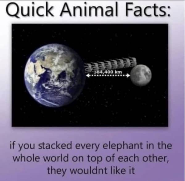 Diagram of elephants stacked to the moon with a caption about them disliking it.