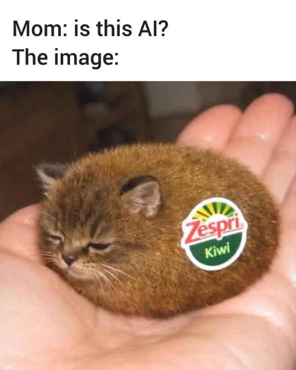 Small brown kitten curled up resembling a kiwi fruit with a produce sticker.