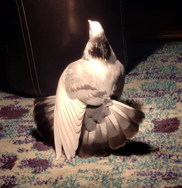 Pigeon preening wing on a rug under a dramatic spotlight beam.