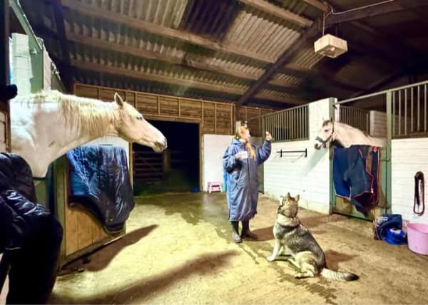 Woman drinking tea in a stable with a white horse and dog.