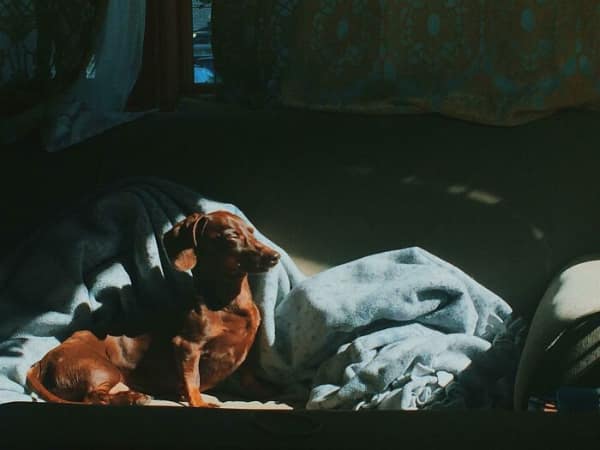 Dachshund dog sunbathing on a couch with dramatic deep shadows.