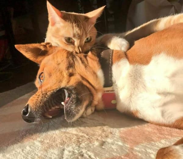 Cat biting a dog's neck in a dramatic, painterly struggle.