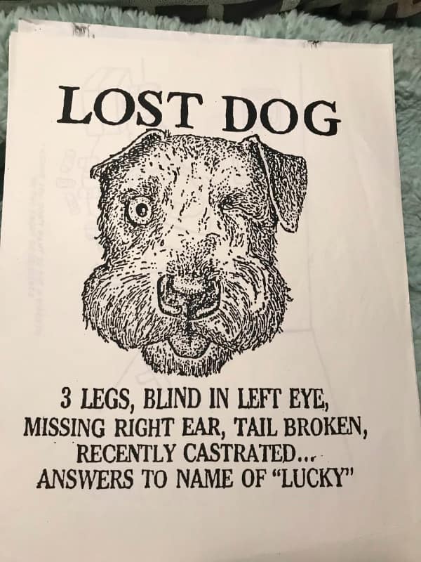Lost dog poster for battered three legged dog named Lucky ancient memes humor.