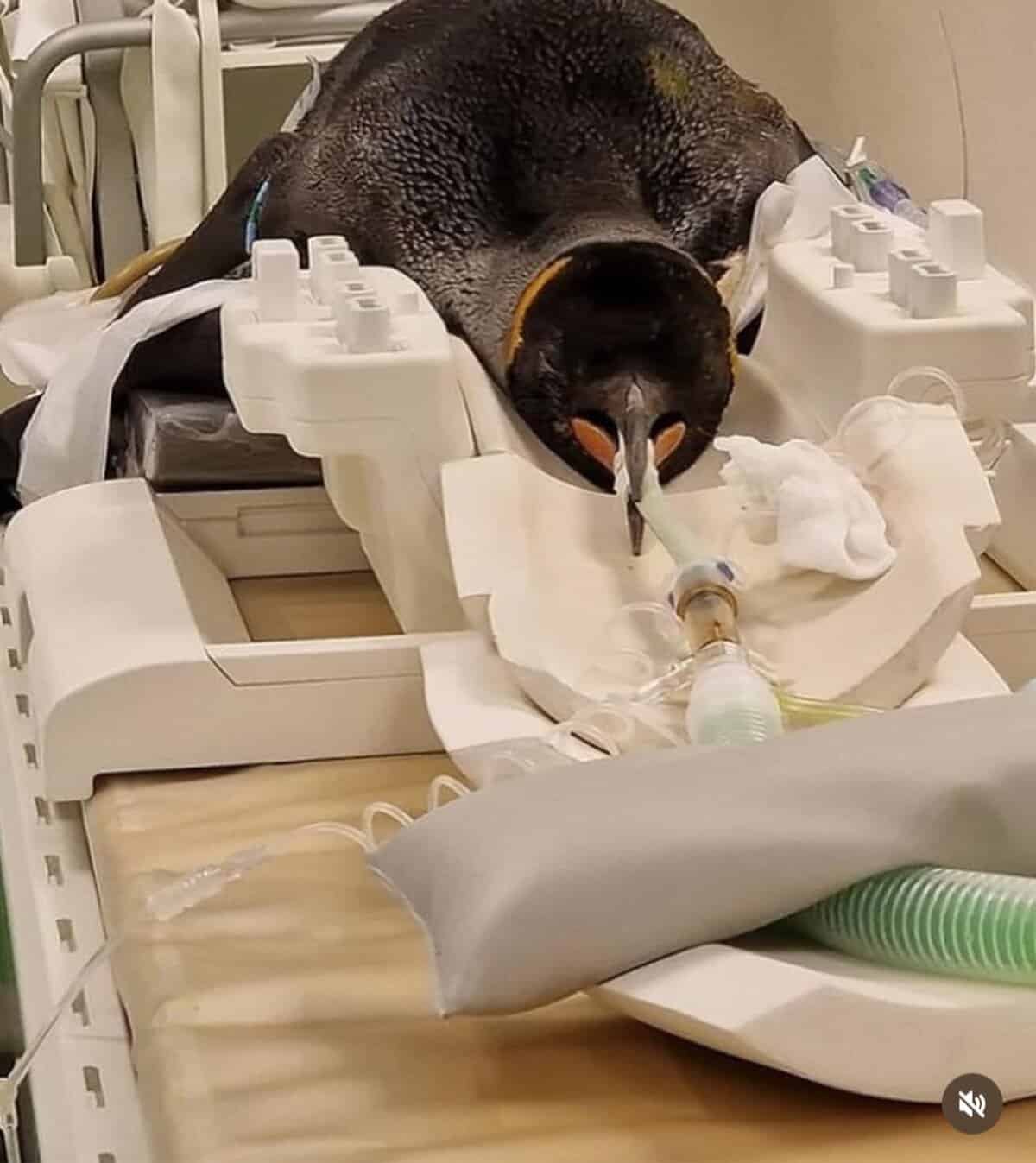 King penguin lying on a medical table with an anesthesia tube in its beak.