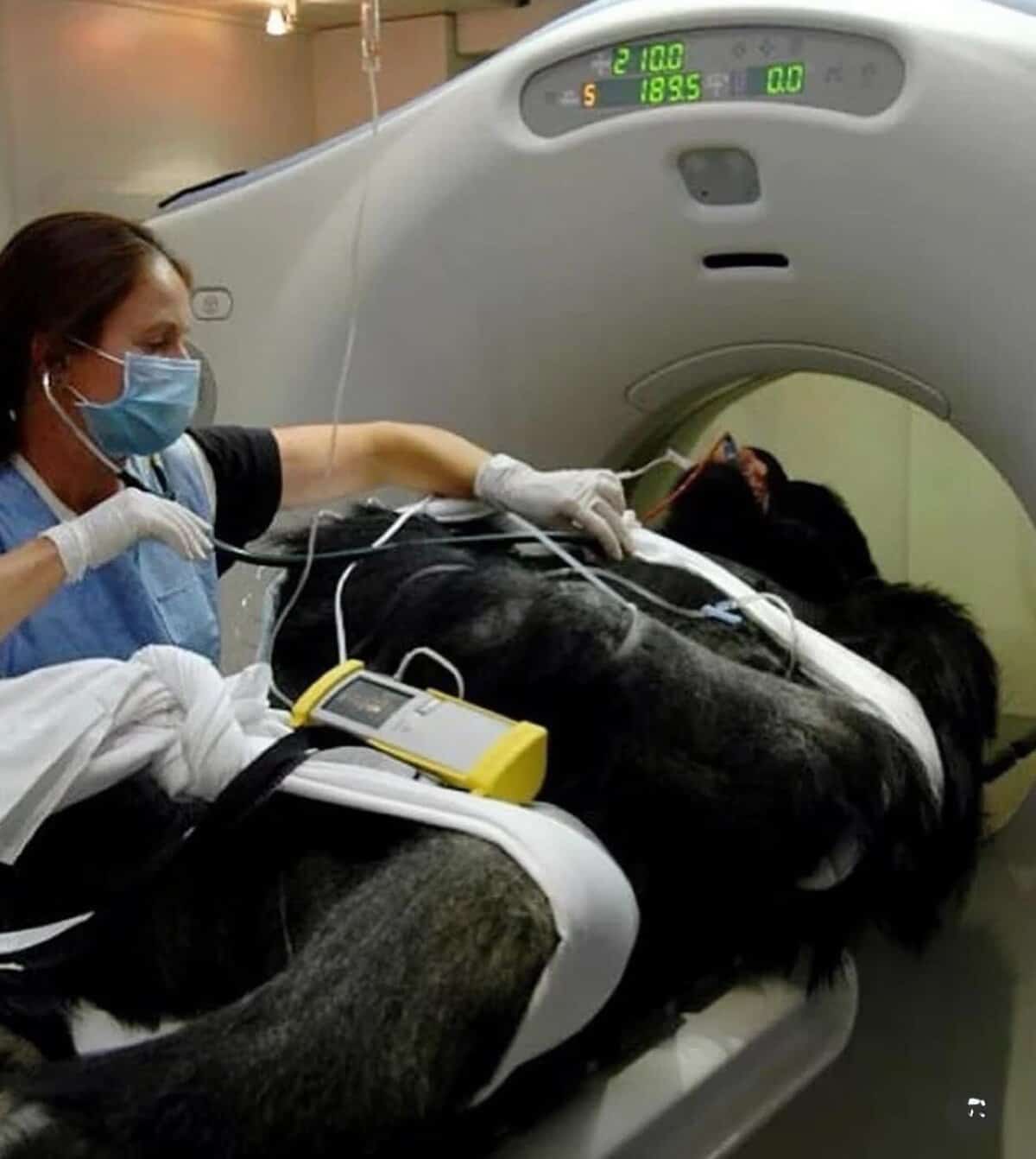 Gorilla lying on a scanner bed while a veterinarian uses a stethoscope on its chest.