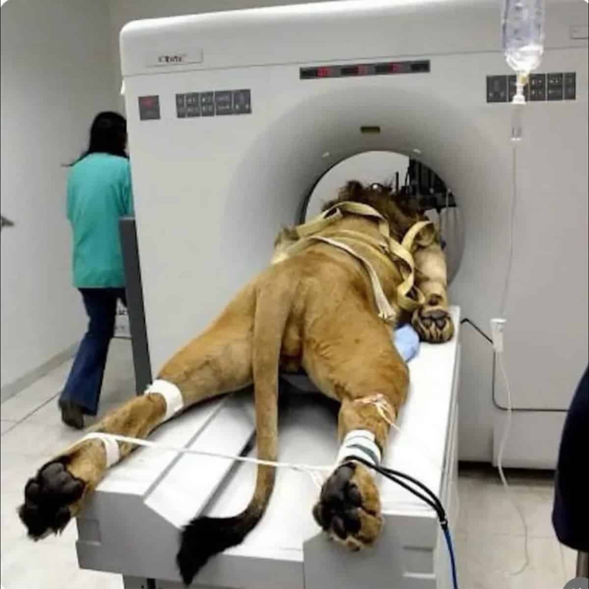 Male lion lying face down with paws secured entering a medical CT scanning machine.