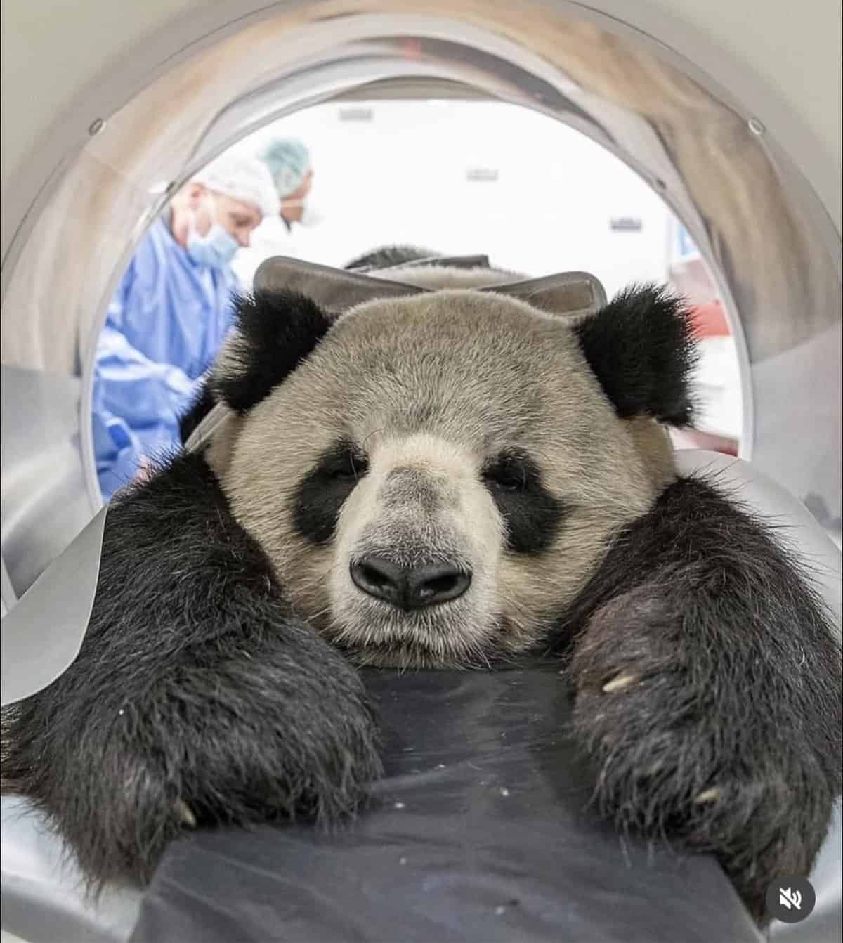 Giant panda lying peacefully on a medical table with fluffy paws extended forward.