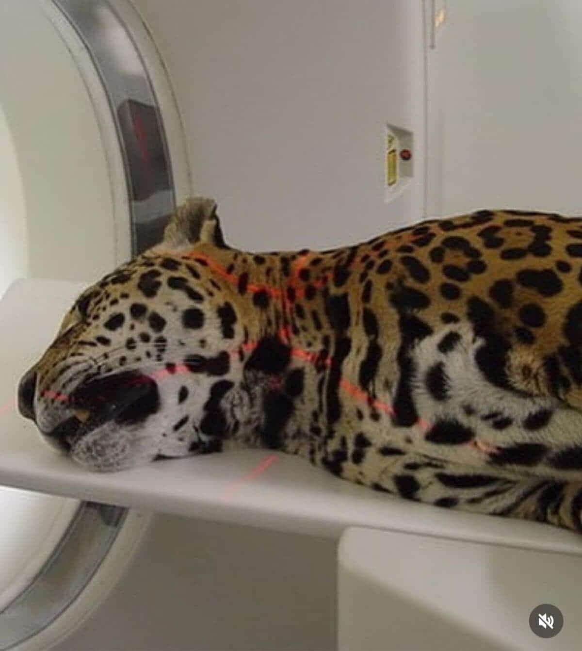 Spotted jaguar lying sedated on a white table with red laser alignment lines on its body.
