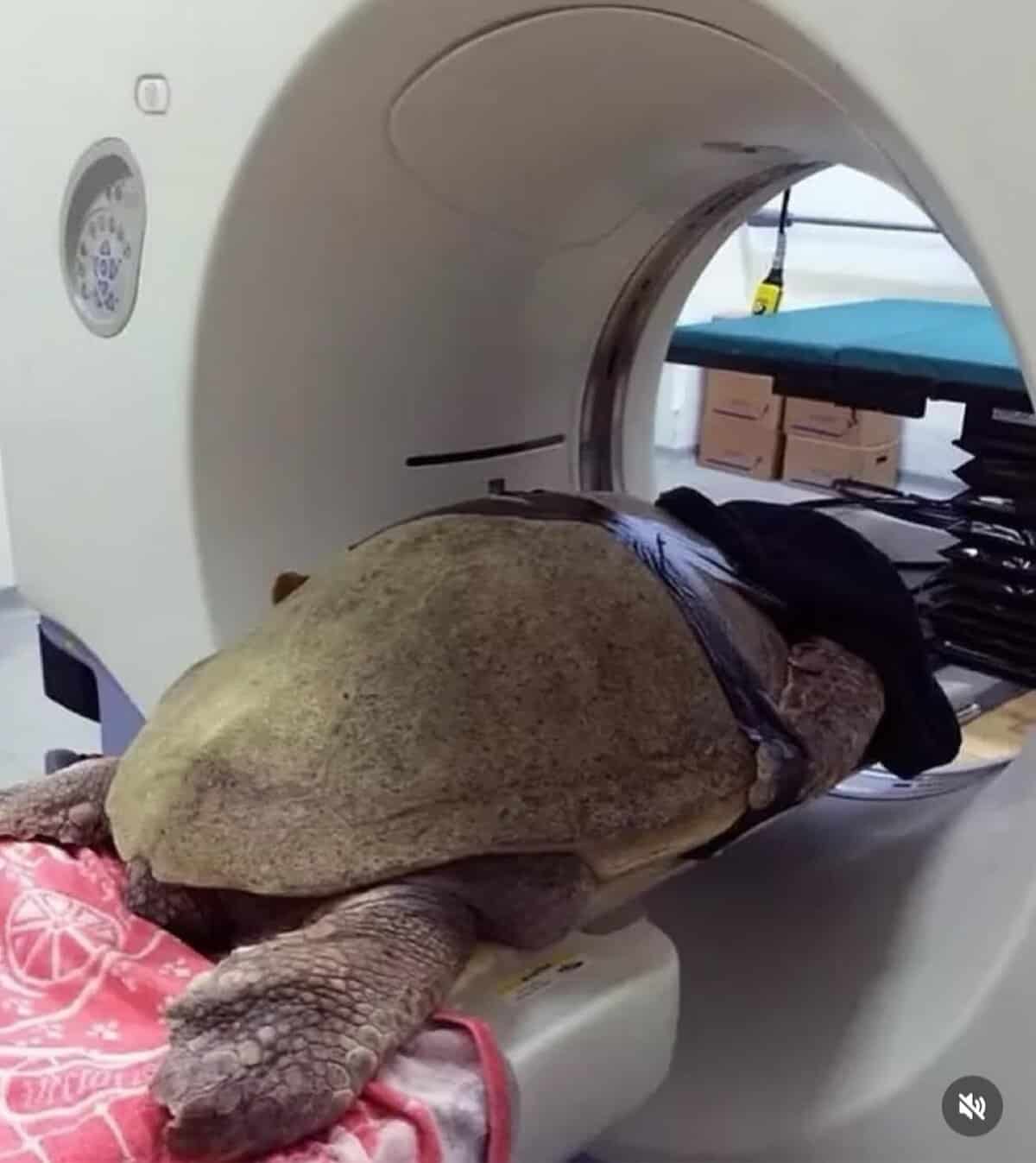 Large tortoise taped securely to a medical table entering the CT scanner ring.