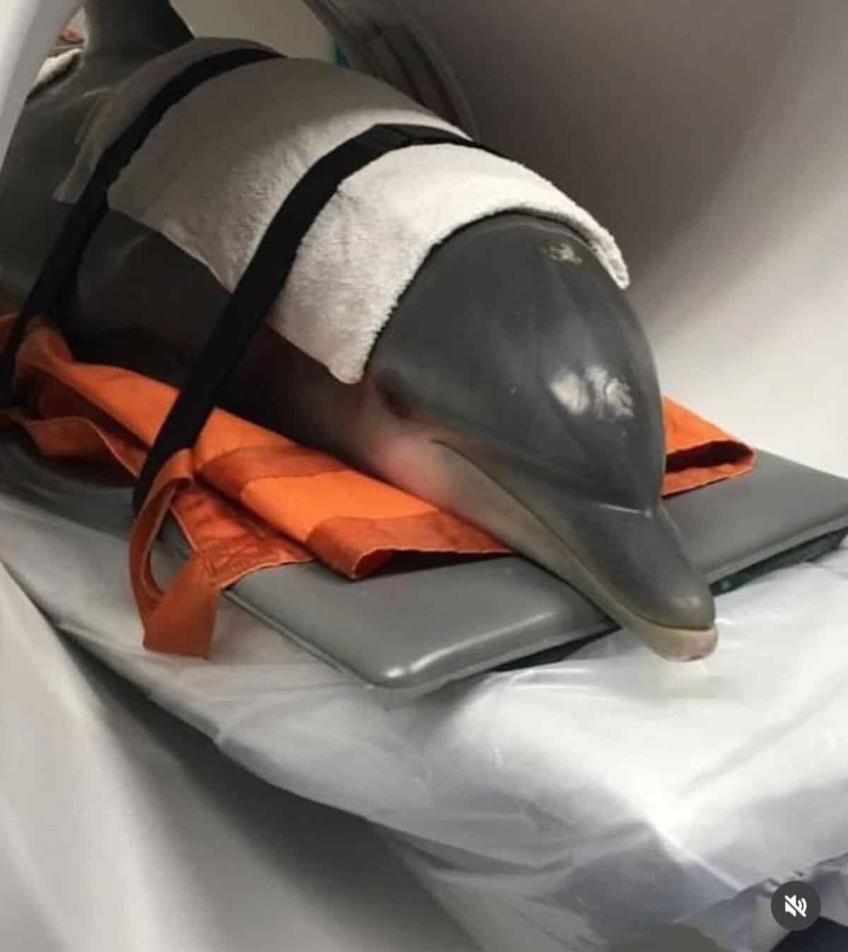 Dolphin secured with straps on a board while entering a medical imaging machine.