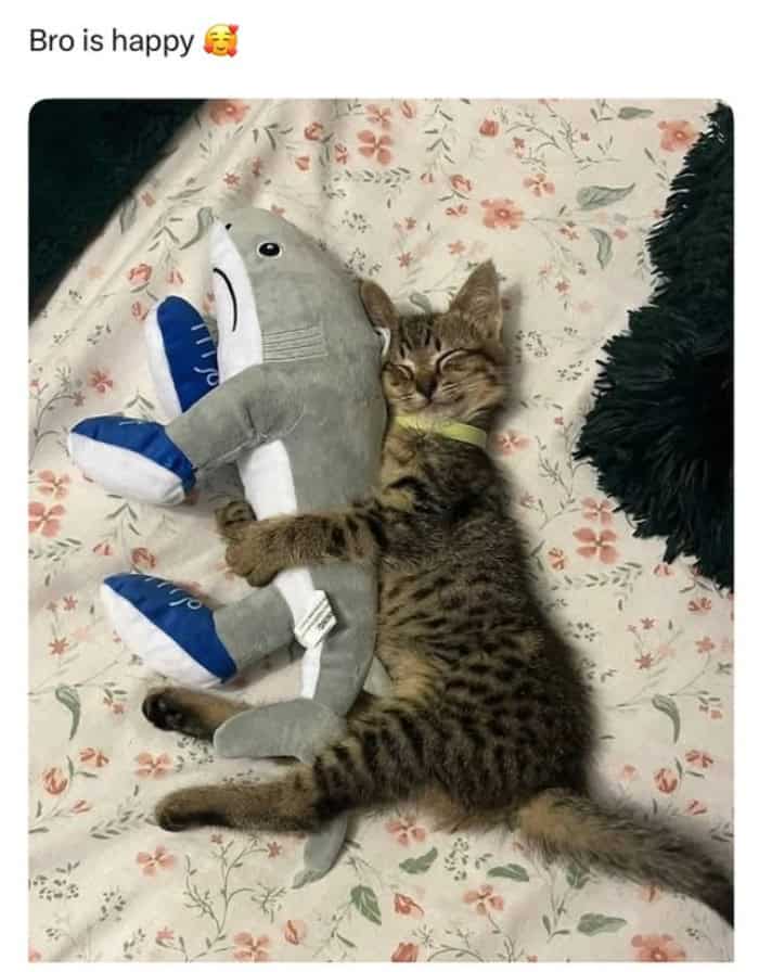 Small kitten cuddling with a grey shark plush toy wearing blue sneakers.