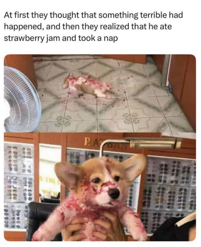 Corgi puppy asleep on floor covered in red strawberry jam looking injured.
