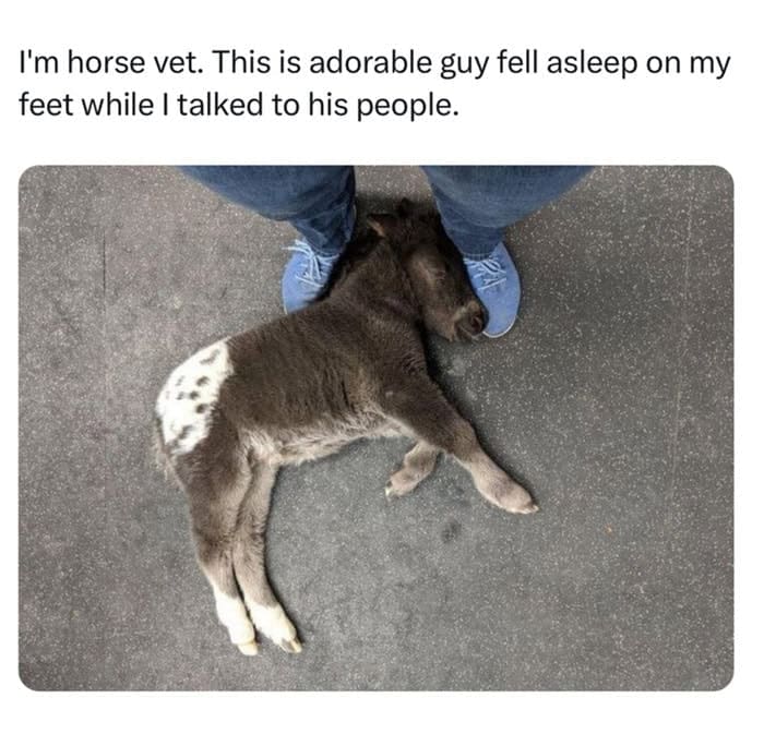 Tiny foal sleeping soundly on top of a veterinarian's shoes.