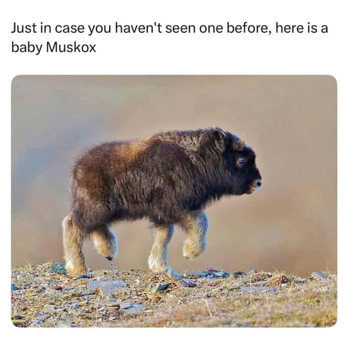 Fluffy brown baby Muskox walking on a grassy hill.