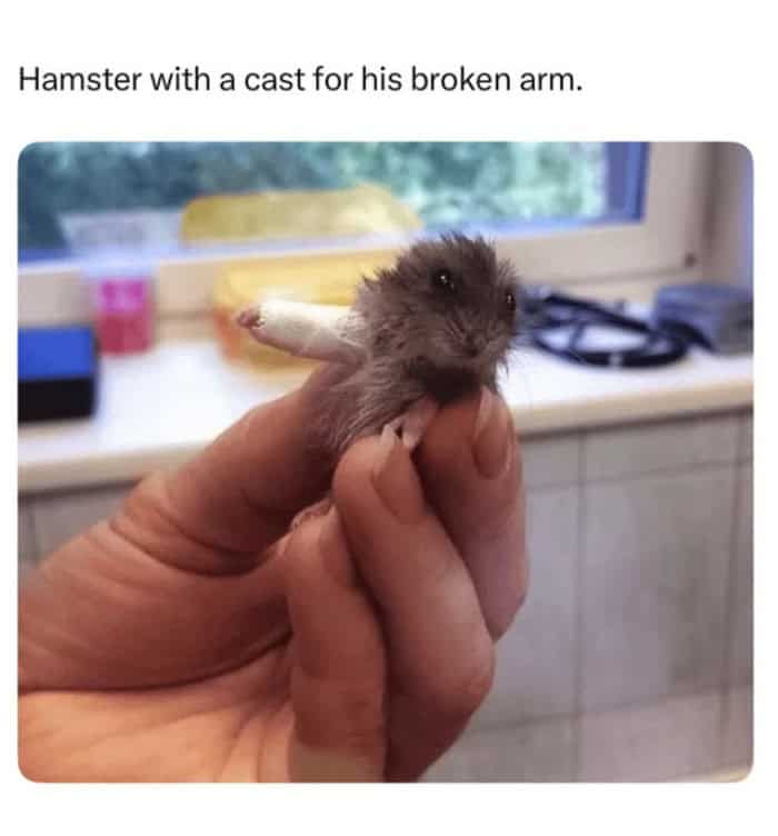 Tiny hamster held in hand wearing a miniature cast on its broken arm.