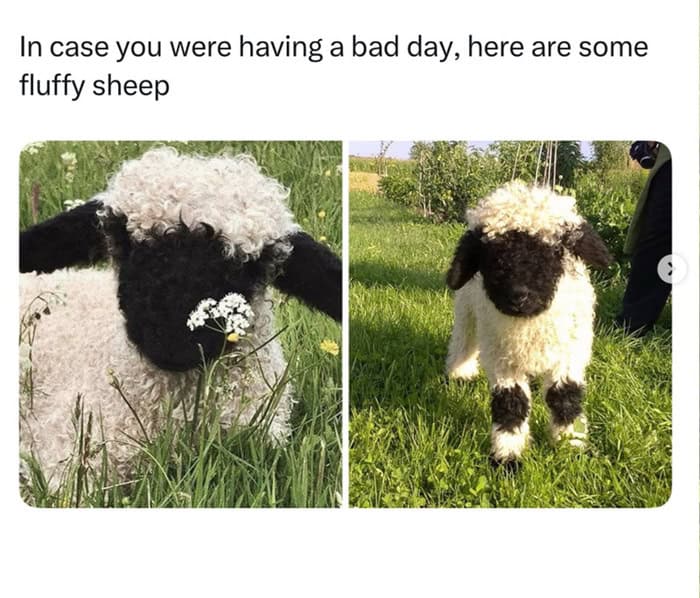 Two extremely fluffy sheep with contrasting black and white wool patterns standing in grass.