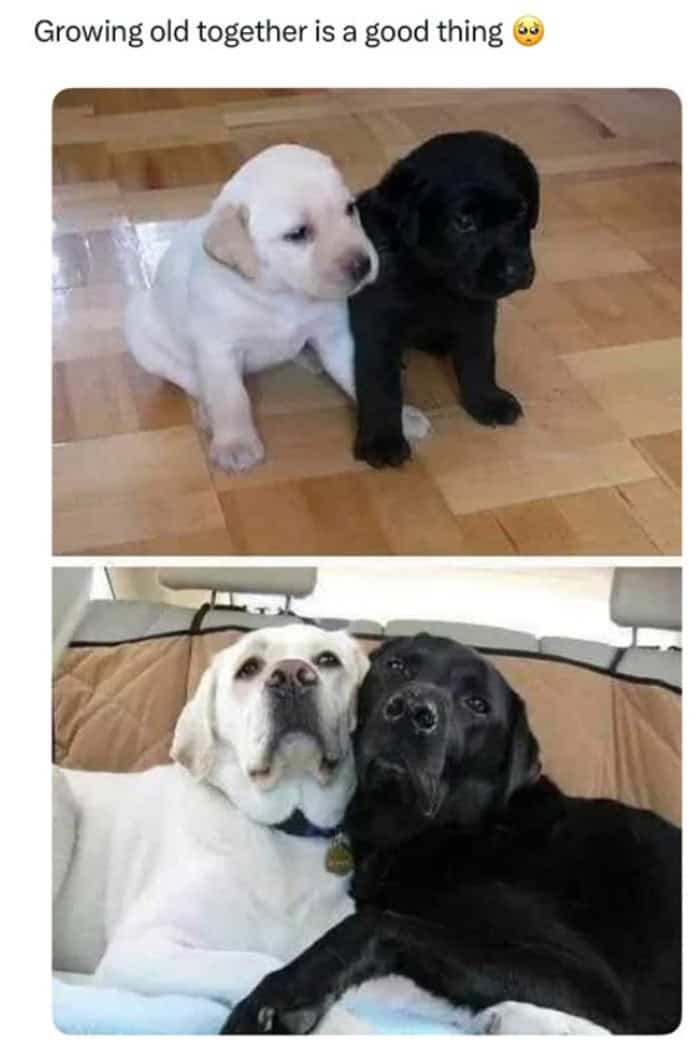 Comparison of white and black Labradors sitting together as puppies and adults.