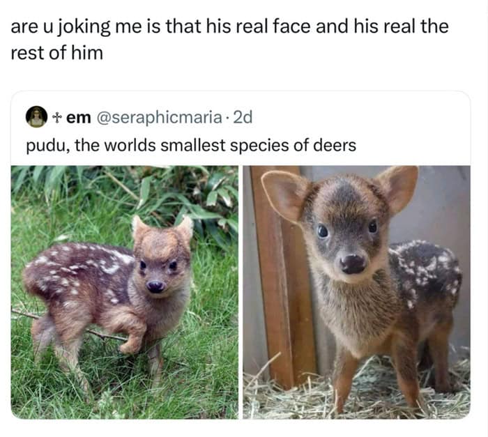 Tiny Pudu deer standing in grass looking like a plush toy.
