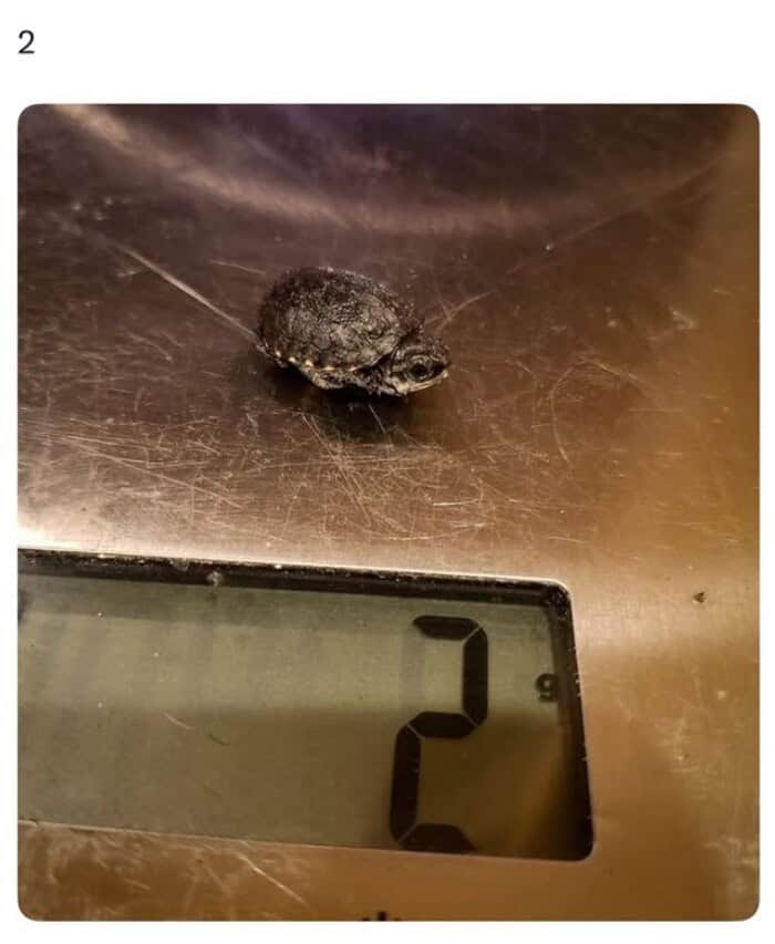 Extremely small turtle sitting on a digital weighing scale.