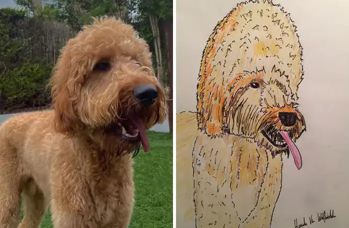 Goldendoodle dog with shaggy fur next to a textured scribbled drawing.